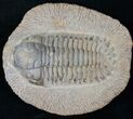 Rare, Eccoptochile Trilobite - Ordovician #15418-2